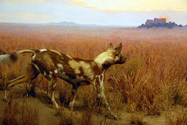 African wild dog (Lycaon pictus), Gallery of African Mammals