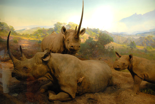 Black rhinoceros, Gallery of African Mammals