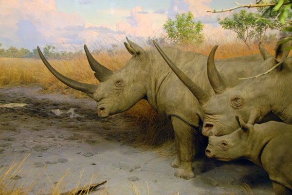 White rhinoceros, Gallery of African Mammals