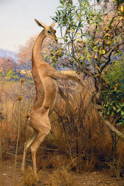 Gerenuk, Gallery of African Mammals