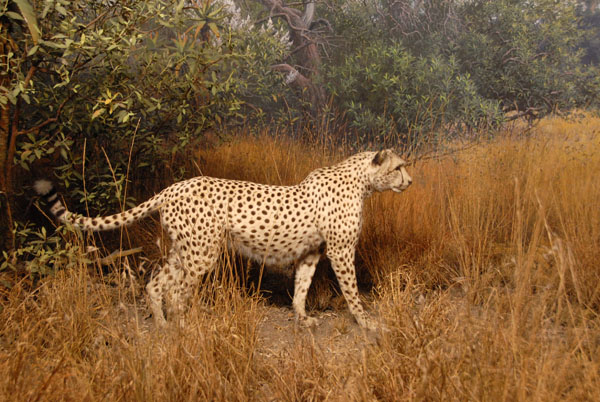 Cheetah, Gallery of African Mammals