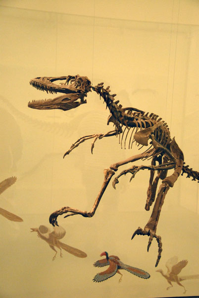 Deinonychus antirrhopus skeleton, Gallery of Saurischian Dinosaurs