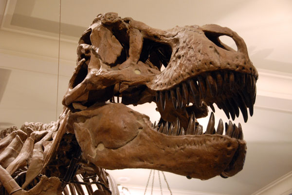 Tyrannosaurus skull, Gallery of Saurischian Dinosaurs
