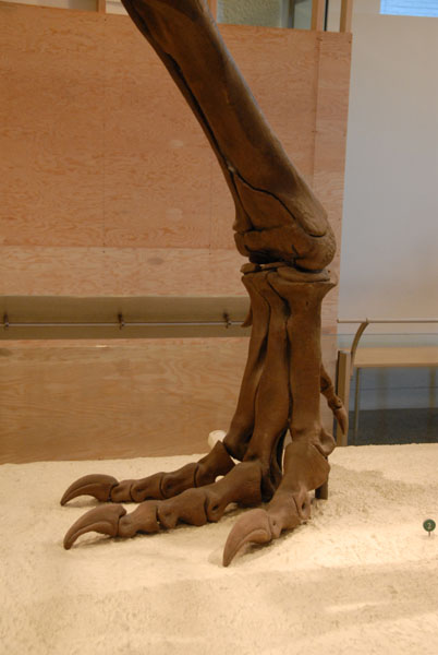 Tyrannosaurus leg, Gallery of Saurischian Dinosaurs