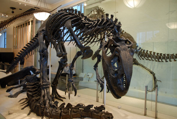 Allosaurus, Gallery of Saurischian Dinosaurs