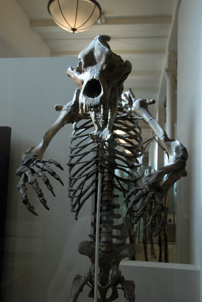 Cave Bear, Milstein Hall of Advanced Mammals