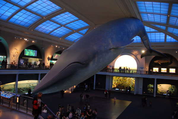 Blue Whale, Milstein Hall of Ocean Life