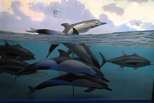 Dolphins and tuna, Hall of Ocean Life