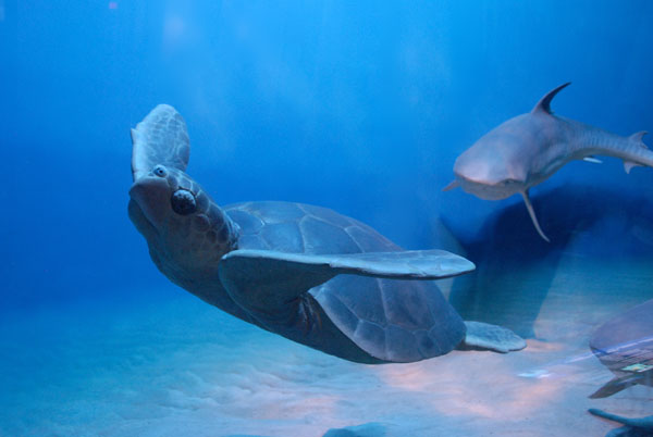 Sea turtle and shark, Hall of Ocean Life