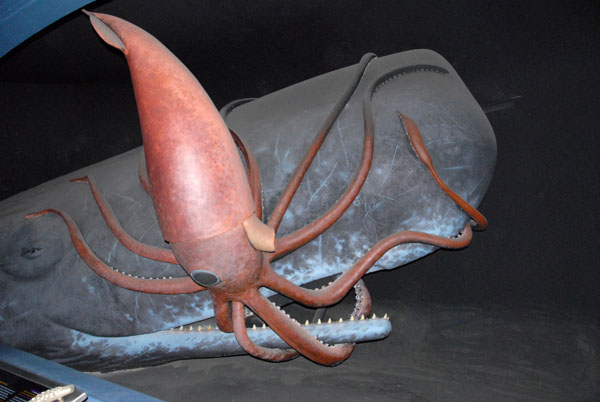 Sperm whale and giant squid, Hall of Ocean Life