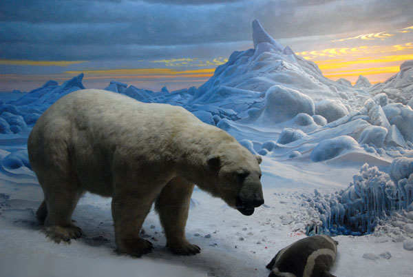 Polar Bear, Hall of Ocean Life