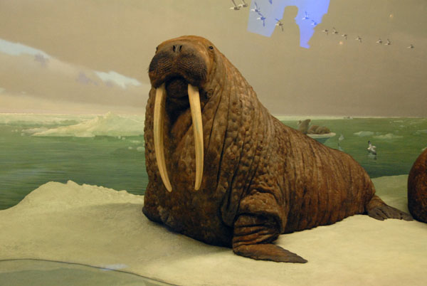Walrus, Hall of Ocean Life