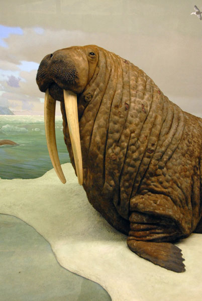 Walrus, Hall of Ocean Life