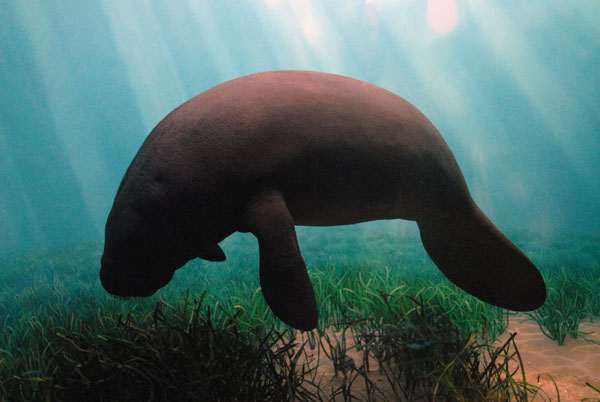 Manatee, Hall of Ocean Life