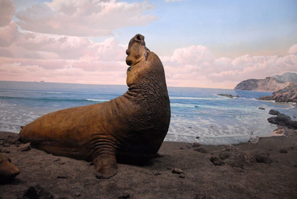Elephant Seal, Hall of Ocean Life
