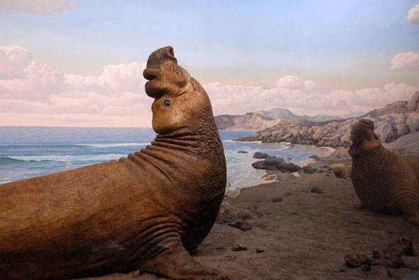 Elephant Seal, Hall of Ocean Life