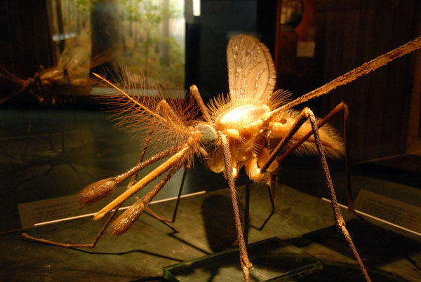 Malarial mosquito, Gallery of North American Forests