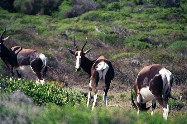 Bontebok, Cape Peninsula National Park