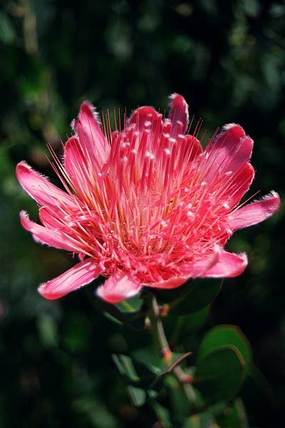 Kirstenbosch Botanical Garden