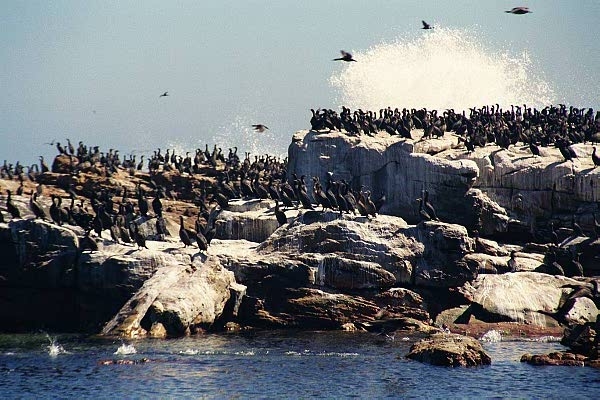 Rocks covered with sea birds