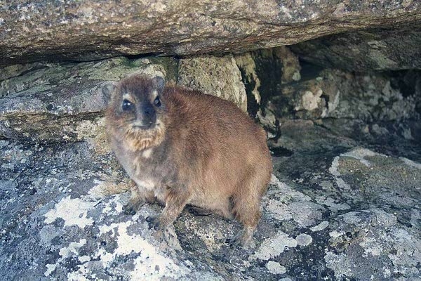 Rock Hyrax (or Dassie), Table Mountain