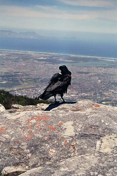 Crow on top of Table Mountain
