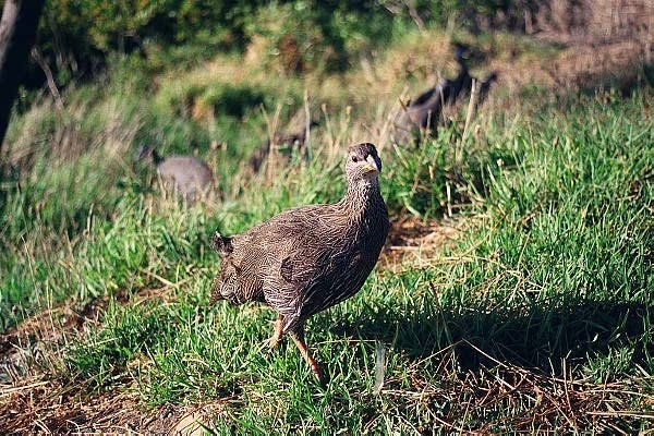 Guinea fowl, Signal Hill