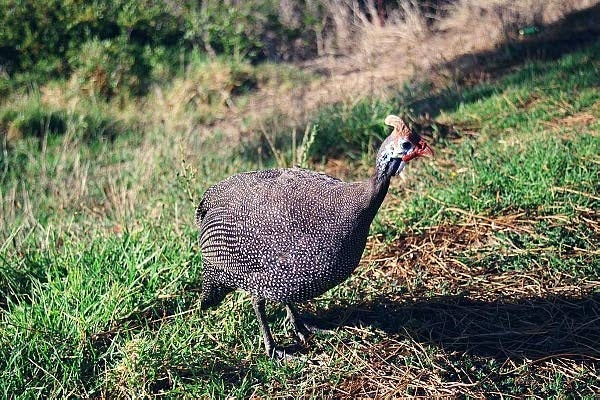 Guinea fowl, Signal Hill