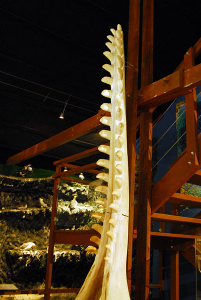 Lower jaw of a sperm whale, Húsavík Whale Center