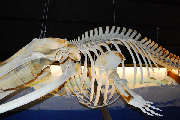Skeleton of a Minke Whale, which are still hunted in Iceland (maybe thats why we didnt see anything...)