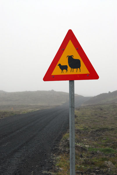 Sheep warning sign, Iceland