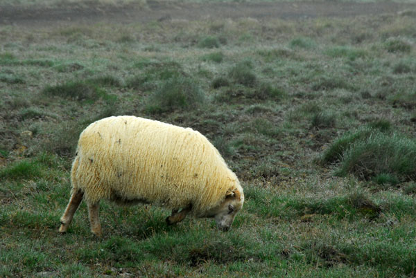 Sheep with a very thick coat grazing, Iceland