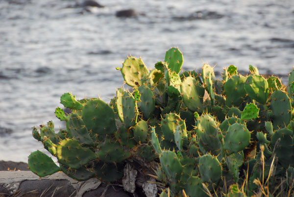 Prickly pear cactus, Cap Verte Peninsula, Dakar