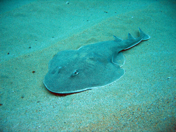 Guitarfish, a type of ray, resting in the sand at Land's End, Cabo San Lucas