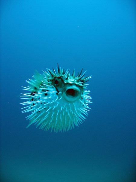 Inflated puffer fish, Cabo San Lucas