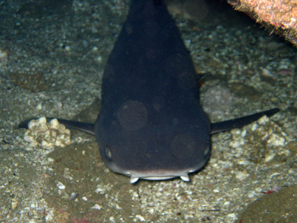 White tip reef shark resting in a small cave - Land's End