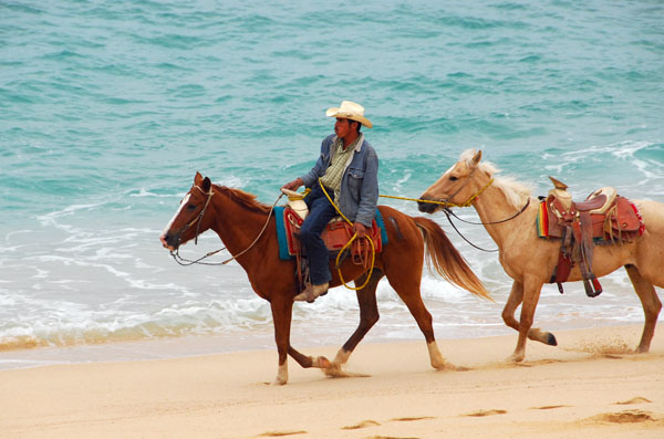 Horses and rider on the main beach, Cabo San Lucas