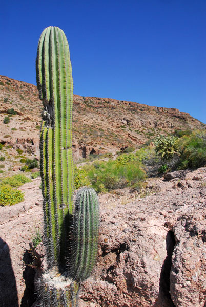 The cactus here look a little like saguaros but are not