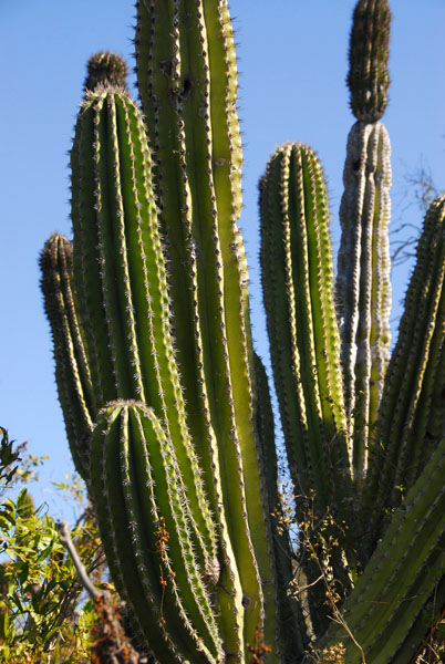 Cactus, Baja California Sur