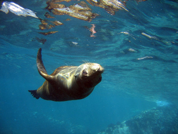 Diving with California Sea Lions at Los Islotes at the north end of the Espiritu Santo Archipelago