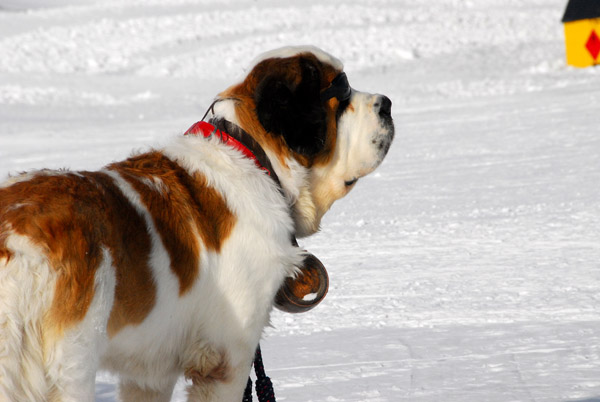 A photogenic Swiss St. Bernard, complete with brandy flask