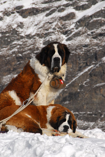 A pair of St. Bernards waiting for tourists