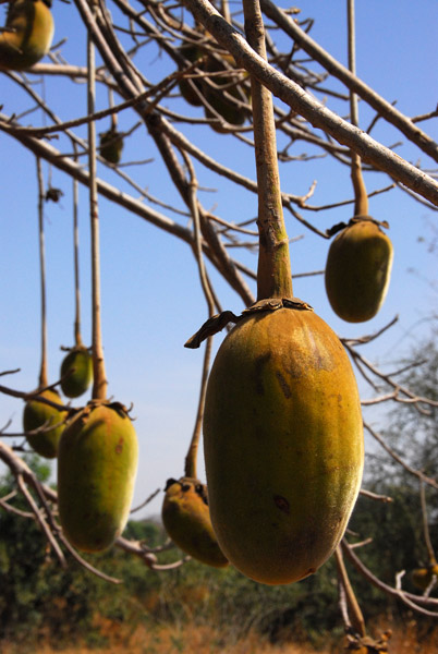 Baobab fruit