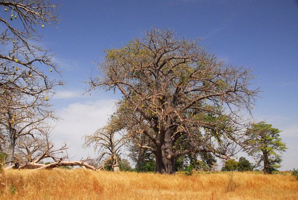 Baobab, Senegal