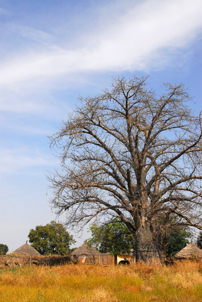 Baobab