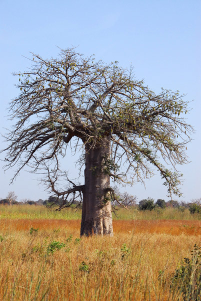 Baobab