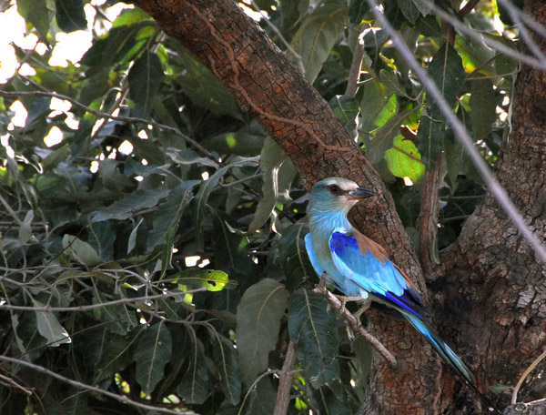 European Roller (thanks Peter!)