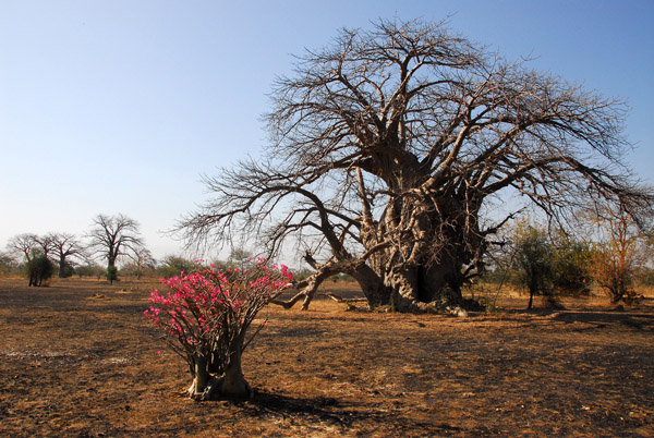 Baobab