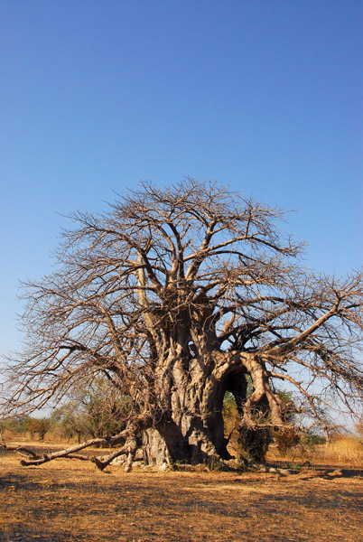 Massive baobab