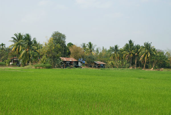 Green fields on the road to Vientiane